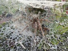 Allagelena opulenta