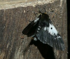 Nataxa flavescens