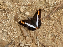 Adelpha pithys
