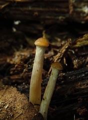 Kuehneromyces marginellus