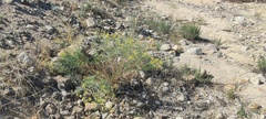Senecio flaccidus monoensis