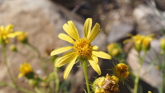 Senecio flaccidus monoensis