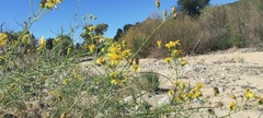 Senecio flaccidus monoensis