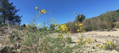 Senecio flaccidus monoensis