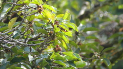 Ficus