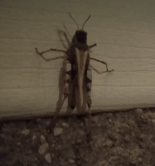 Acrotylus