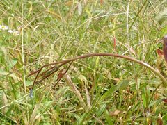 Monophadnus nigriceps