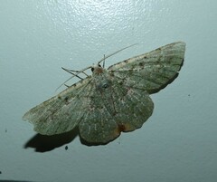 Aeolochroma viridicata