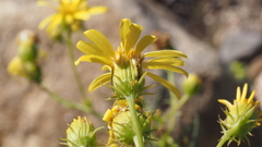 Senecio flaccidus monoensis