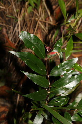 Image of Syzygium floribundum by (c) Greg Tasney, some rights reserved (CC BY-SA)