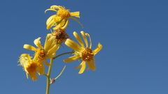 Senecio flaccidus monoensis