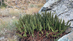 Polystichum lemmonii