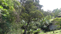 Ficus