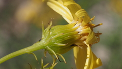 Senecio flaccidus monoensis