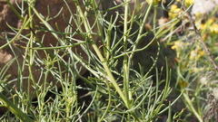 Senecio flaccidus monoensis