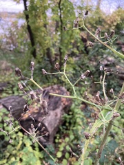Lactuca biennis