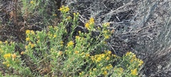 Ericameria pinifolia