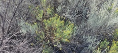 Ericameria pinifolia