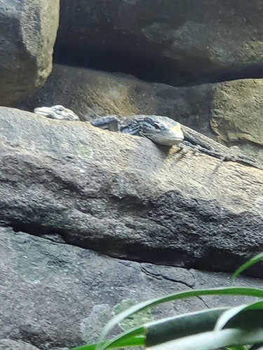 Blue Tree Monitor, Varanus macraei