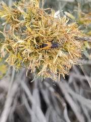 Chauliognathus basalis