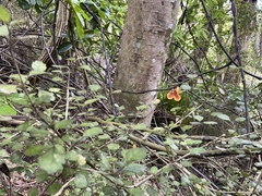 Rhabdothamnus solandri