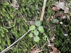 Rhabdothamnus solandri