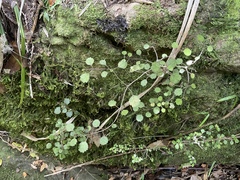 Rhabdothamnus solandri