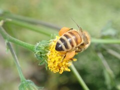 Apis mellifera