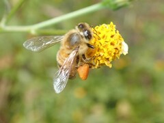 Apis mellifera