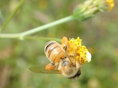 Apis mellifera