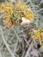 Hellula