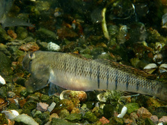 Stenogobius hawaiiensis