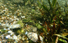 Stenogobius hawaiiensis