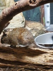 Octodon degus
