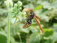 Polistes jokahamae