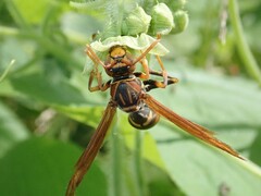 Polistes jokahamae