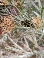 Megacyllene robiniae