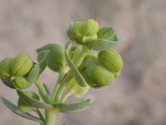 Euphorbia paralias
