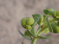 Euphorbia paralias