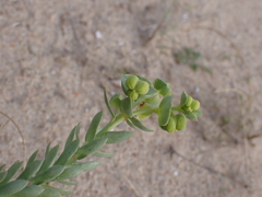 Euphorbia paralias