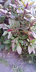 Amaranthus cruentus