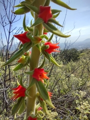 Echeveria coccinea