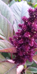 Amaranthus cruentus