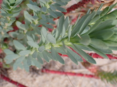 Euphorbia paralias