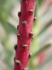 Euphorbia paralias