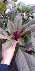 Amaranthus cruentus