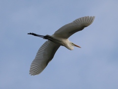 Ardea alba