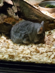 Chinchilla lanigera