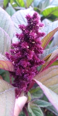 Amaranthus cruentus