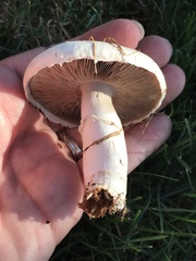 Agaricus